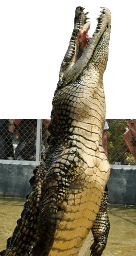 crocpdile crocpdile