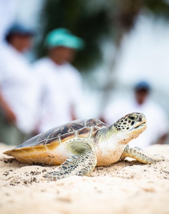 Cayman Turtle Centre
