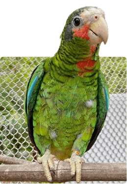 parrot parrot
