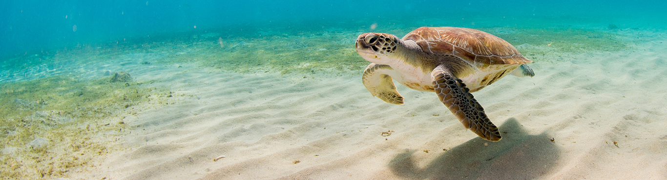 Cayman Turtle Centre