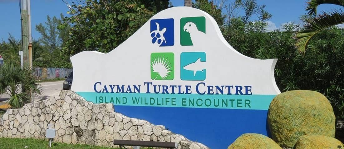 Cayman-Turtle-Centre-Island-Wildlife-Encounter
