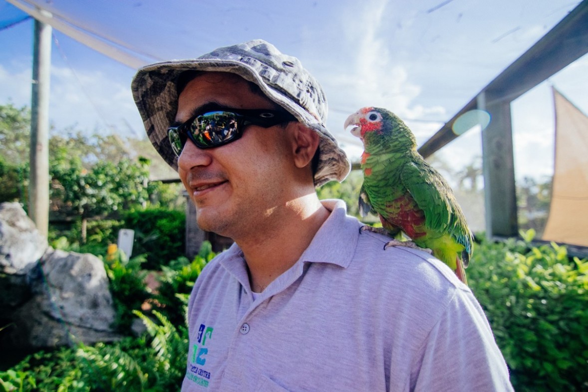Meet Our Resident Cayman Parrots CaymanParrotatCaymanTurtleCentre