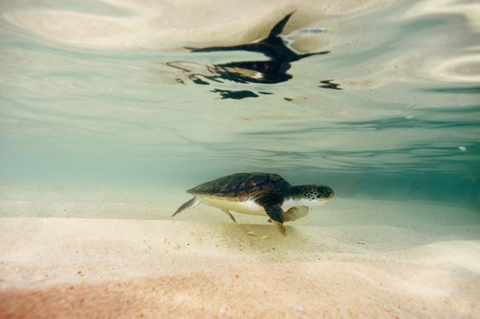 New Research Shows Turtle Centre’s Release Programme Is Working Caymans-Annual-Turtle-Release-Program1