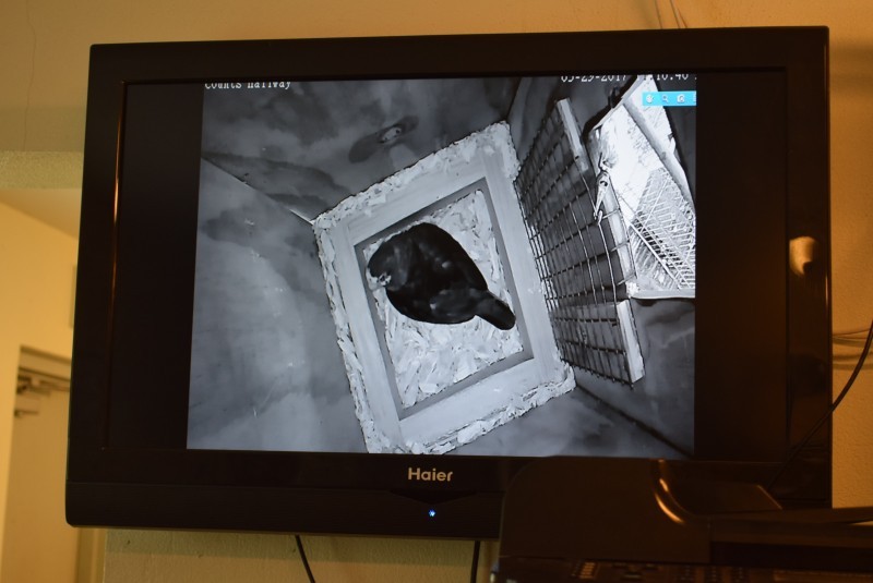 CTC’s Captive Breeding Programme – Three New Parrot Eggs! DSC0190