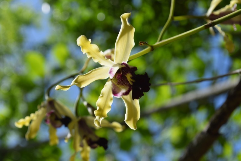 Banana Orchid In Bloom! DSC0231