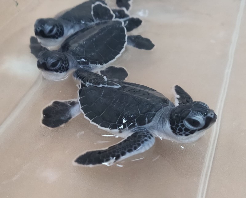 Earth Day At Cayman Turtle Centre Welcomes Seasons First Hatchlings FirsthatchlingturtlesattheCaymanTurtleCentreforthe2020nestingseason