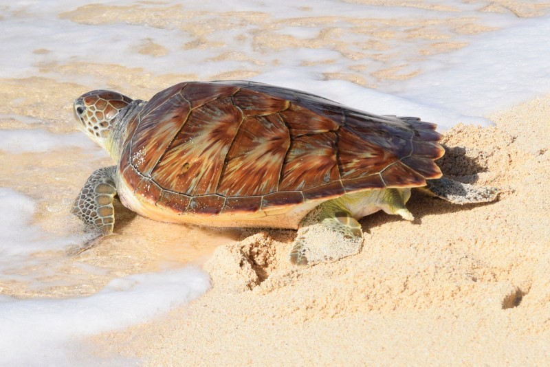 Governor Attends Turtle Centre Release To Celebrate World Sea Turtle Day GovernorAttends1