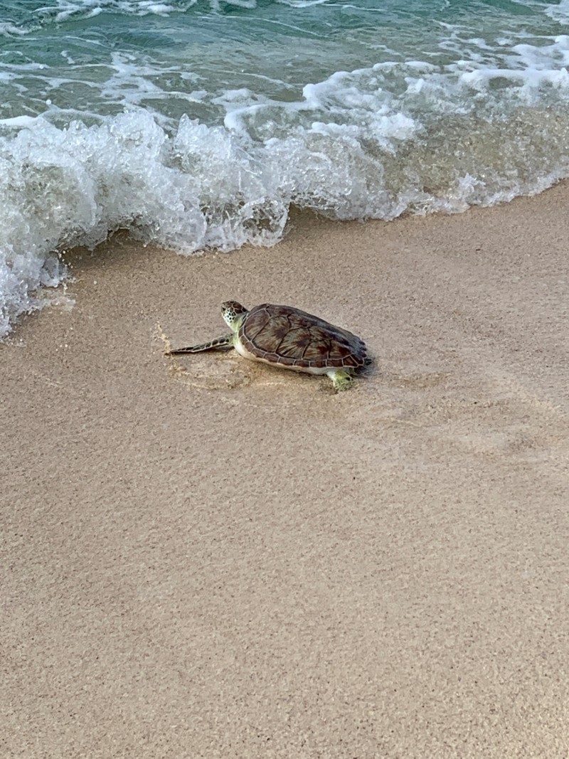 Cayman Turtle Centre Announces Two Release Dates To Mark World Sea Turtle Day IMG01191