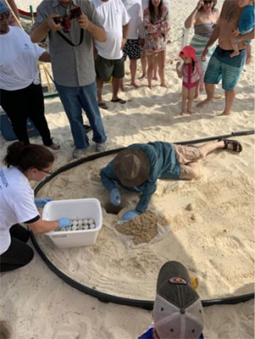 Egg Translocation & Nest Implantation - A Green Turtle Release Programme Implant-the-eggs-on-the-wild-beach