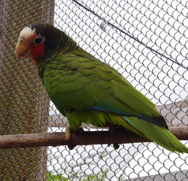 Cayman Brac Parrot Egg Found In Nesting Box Parrots1