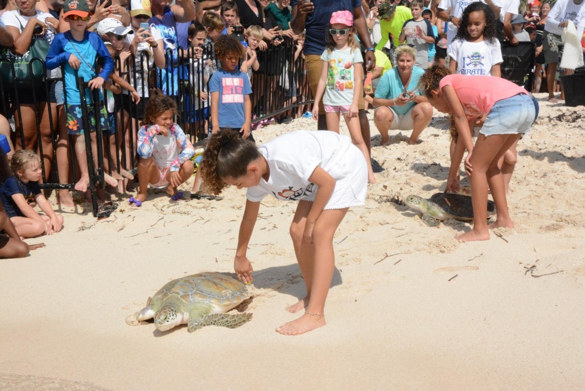 Pirates’ Week Release Marks Turtle Centre’s 50th Anniversary PiratesweekTurtlepressrelease3