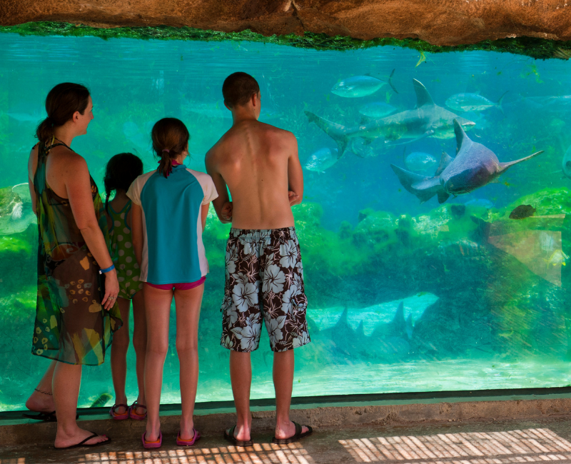 Let’s Talk Sharks Predator-Reef-2