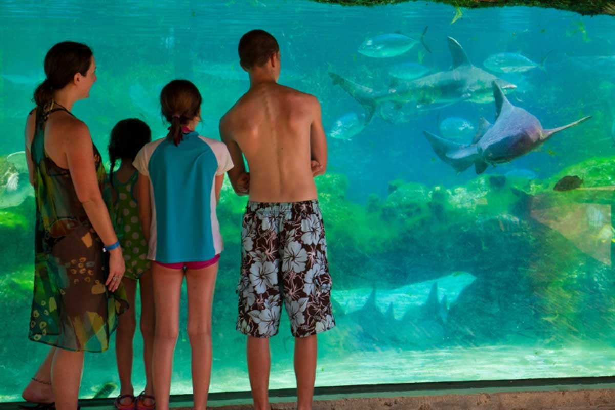 Predator-Reef-Feeding