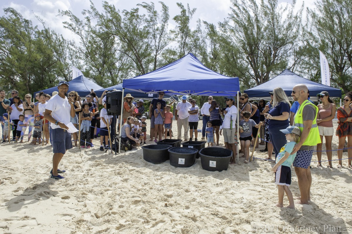 Cayman Turtle Centre Celebrates World Sea Turtle Day With A Weekend Of Festivities Turtle-Release-June-2021-7307