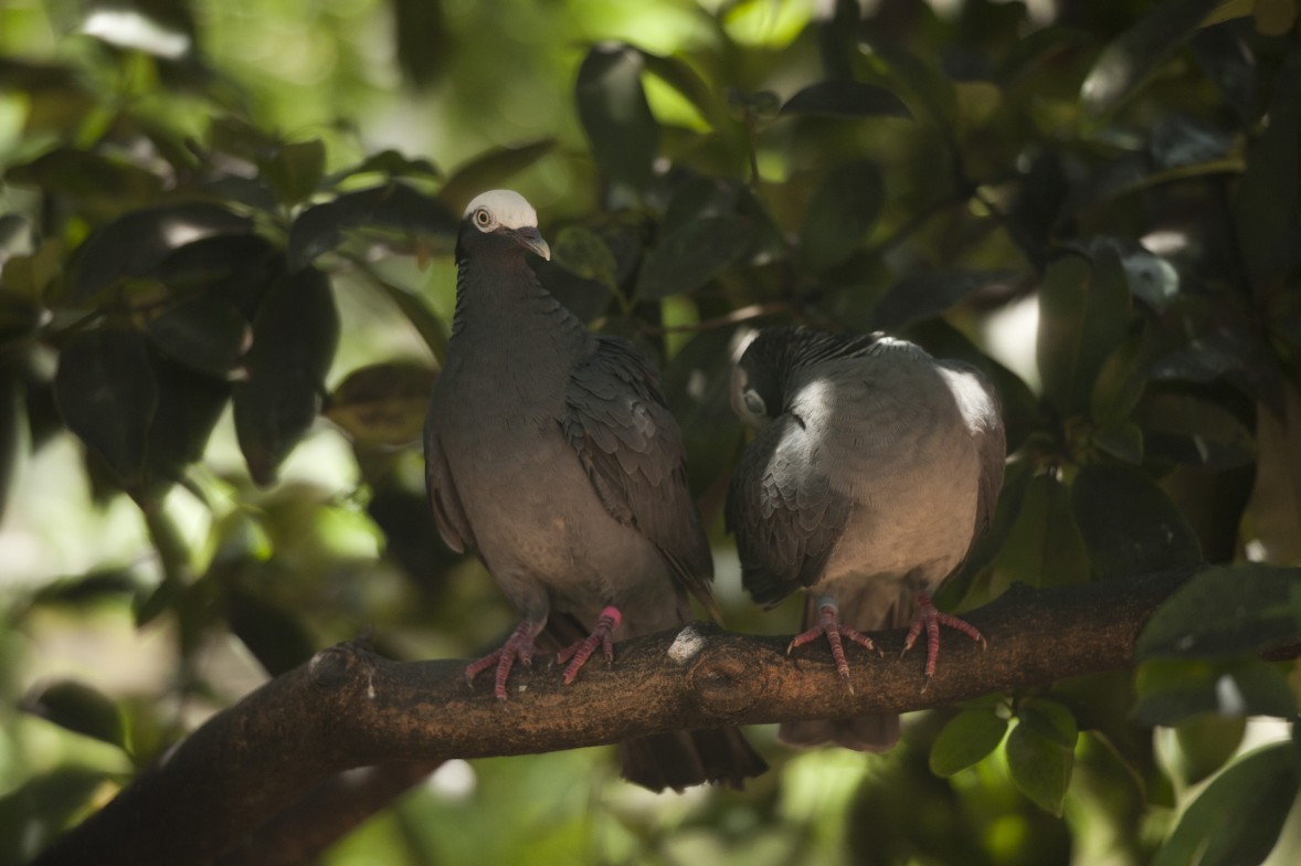 Beyond The Turtles: CTCEC’s Other Conservation Work TurtleFarm9743