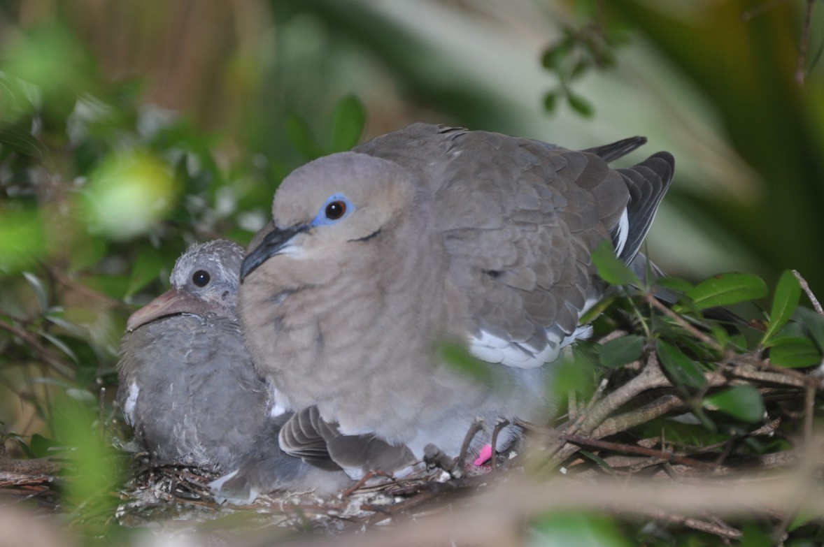 Bird Nesting Season Advice From Our Terrestrial Programmes Team White-wingDoveonnestwchick