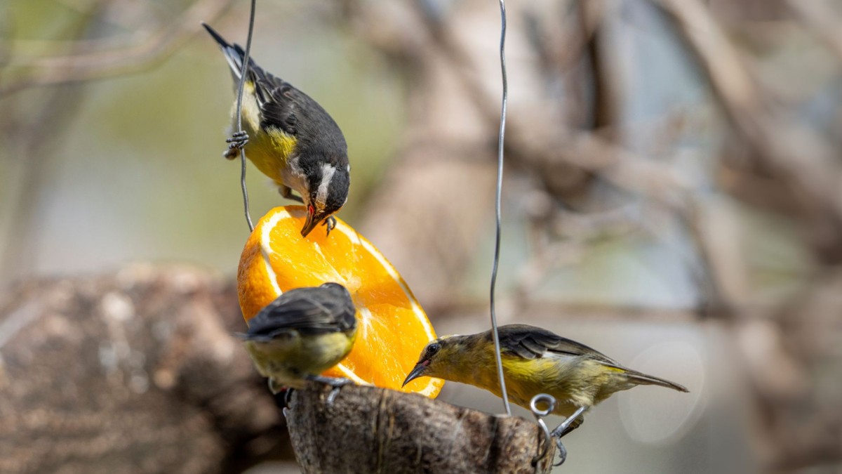 World Wildlife Day 2025 – Wildlife Conservation Finance: Investing In People And Planet World-Wildlife-Day