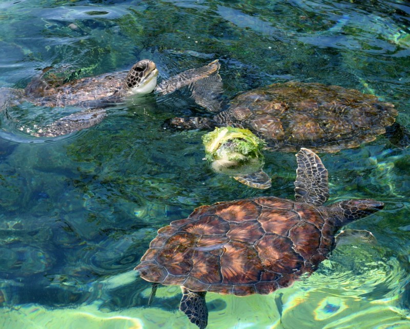 beahvioralenrichment2