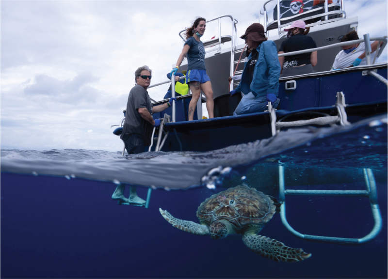 Research Project Explores Sea Turtles’ ‘lost Years’ offers-1
