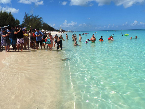 Celebrating World Sea Turtle Day With Turtle Release release-of-turtles-in-the-sea
