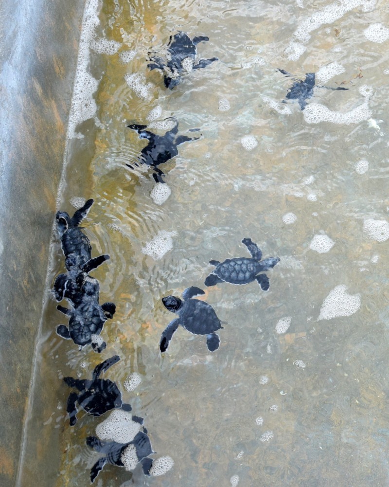 Surprise! Turtle Eggs Hatch Two Months Early surpriseturtlehatchlings