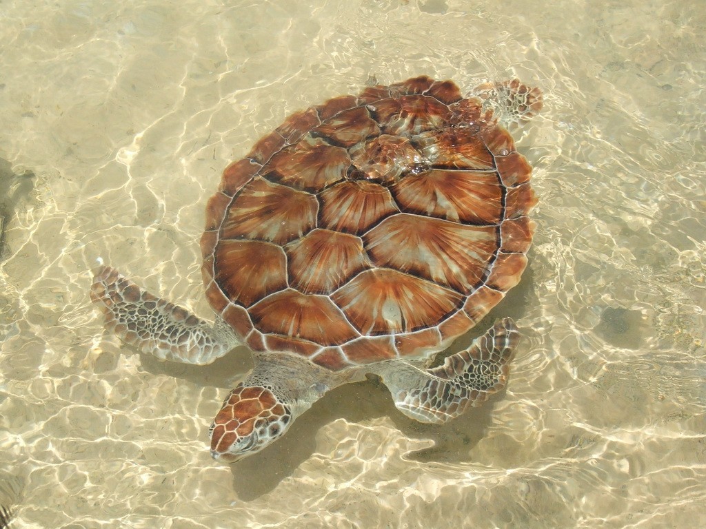 How Many Came Home? The Story Of How Cayman Turtle Centre Saved The Green Sea Turtle youngturtlecloseup