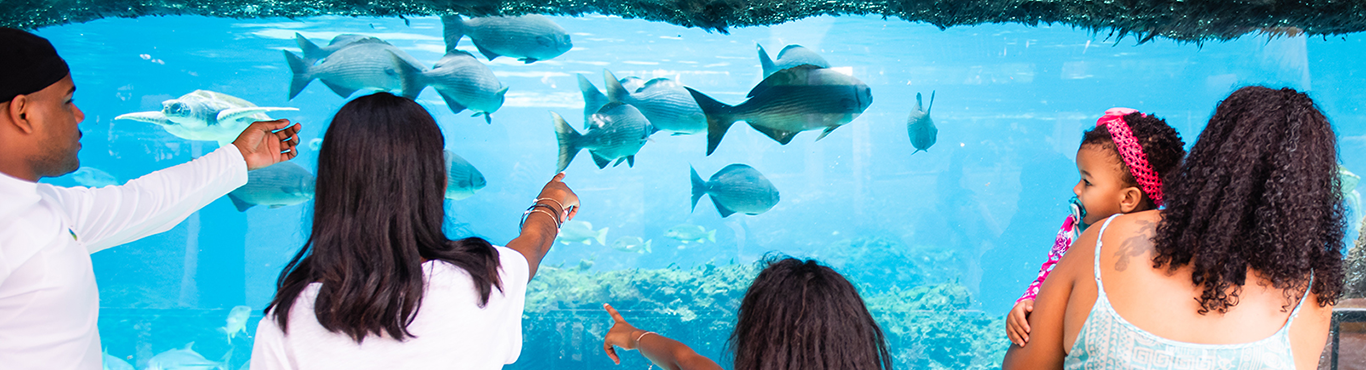 Predator Reef Feeding