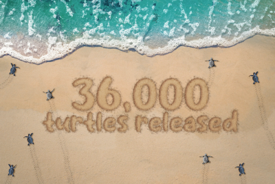 36000TurtlesReleasedblank