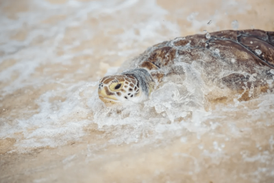 ZIMS-At-Work-Cayman-Turtle-Conservation-Centre-Records-Vital-Data-While-Protecting-Vulnerable-Populations