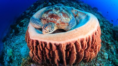 Cayman-Turtle-Centre-1