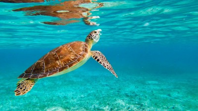 Cayman-Turtle-Centre