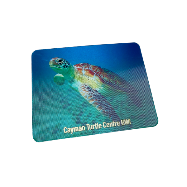 Green Sea Turtle Magnet