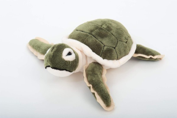 Hatchling Sea Turtle
