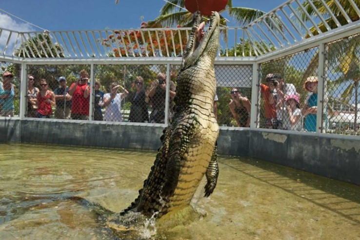 Cayman-Crocodile-Encounter