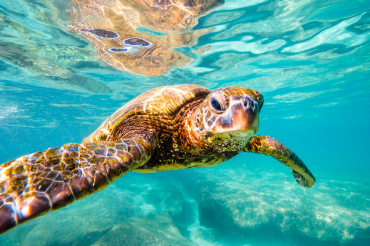 save-sea-turtles
